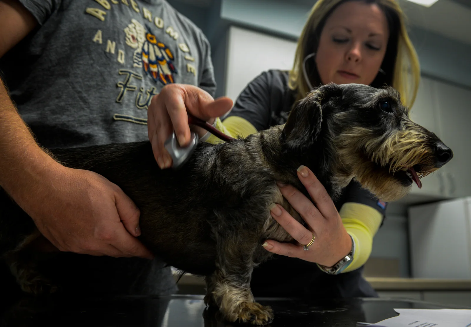 Cachorro pronto para a viagem ao Paraguai com a documentação sanitária em ordem