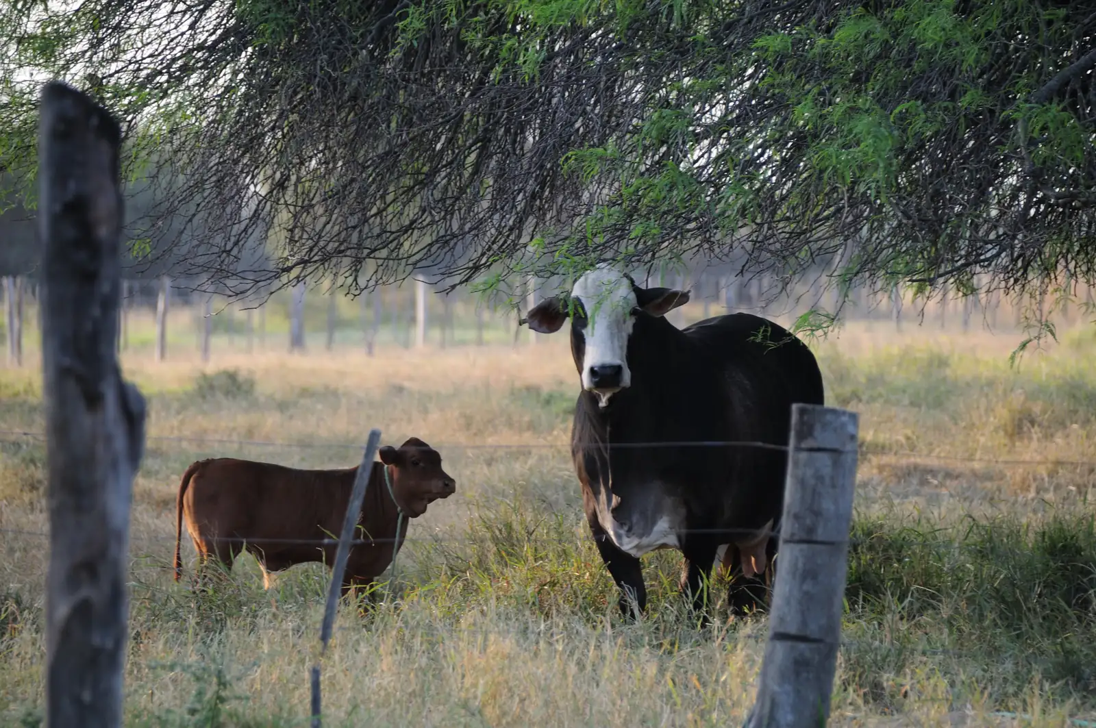 Gado bovino em campo no Chaco paraguaio, origem da carne que puxa os preços no Paraguai
